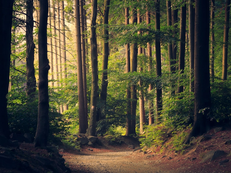 Forest Path Adventure